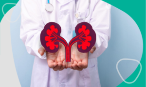 doctor, con riñones de muestra en las manos